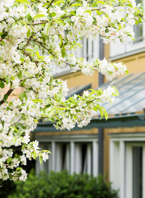 Detailbild Frühling