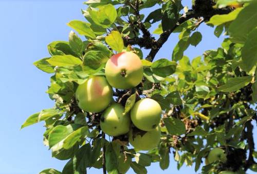 Detailbild Äpfel am Apfelbaum